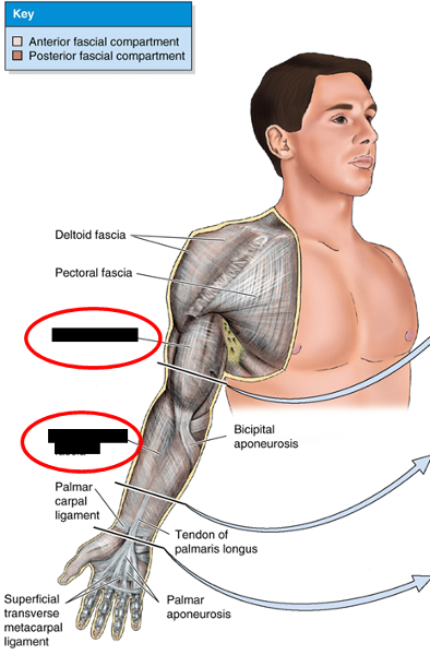 Print uncategorized structures of the upper limb flashcards | Easy