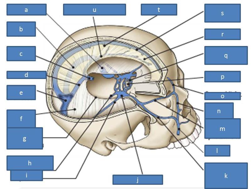 Icular Anatomy Diagram
