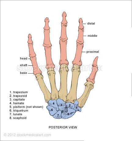 Print gross anatomy exam I - bones and OIIA flashcards | Easy Notecards