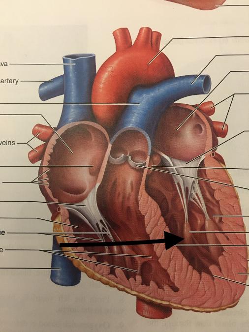 Print Heart flashcards | Easy Notecards