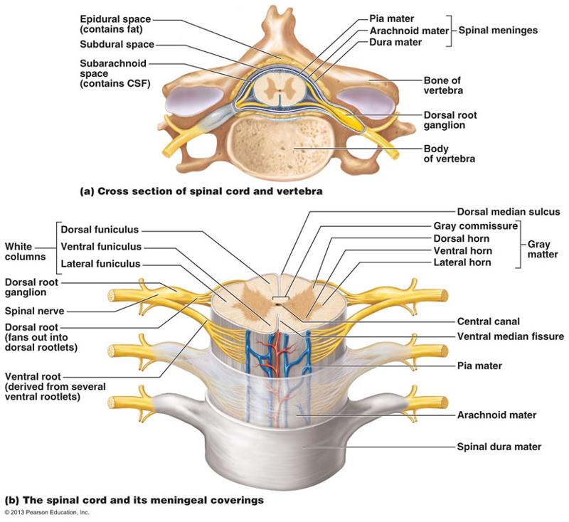 Herbs penetrate nerves spinal cord