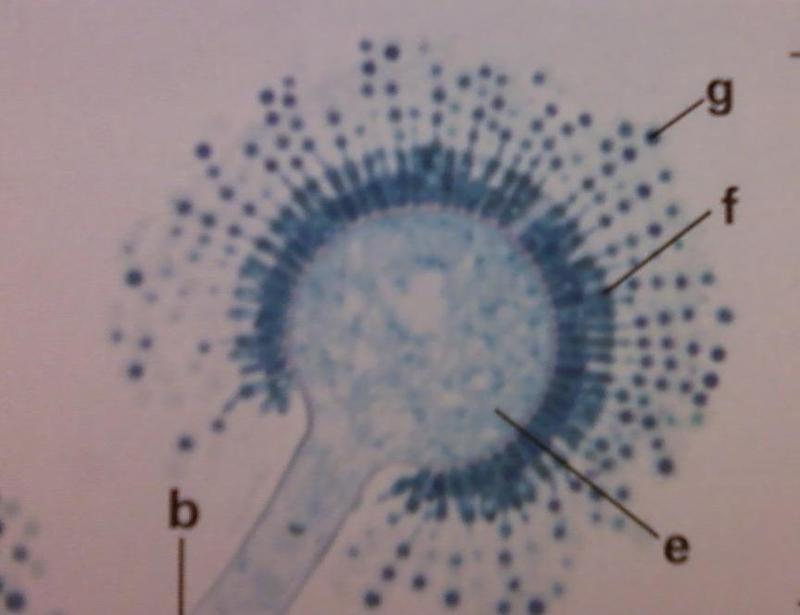 Fungi Lab Practical Flashcards Easy Notecards | SexiezPicz Web Porn