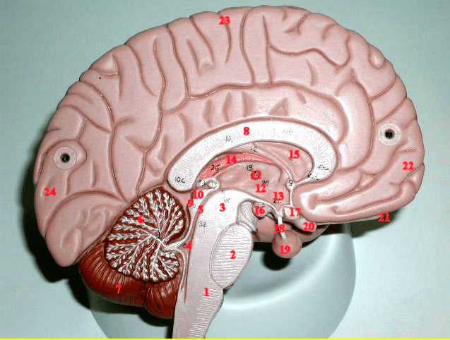 Role Of Arbor Vitae In Cerebellum - Tree Of Life Wikipedia