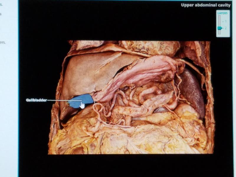 Print BIO 272_Digestive System Lab Exam Study Guide flashcards | Easy