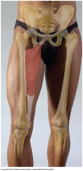 Anatomy of Movement- muscles in pelvis, thigh, and knee Flashcards