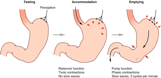 print-digestive-system-nutrition-flashcards-easy-notecards