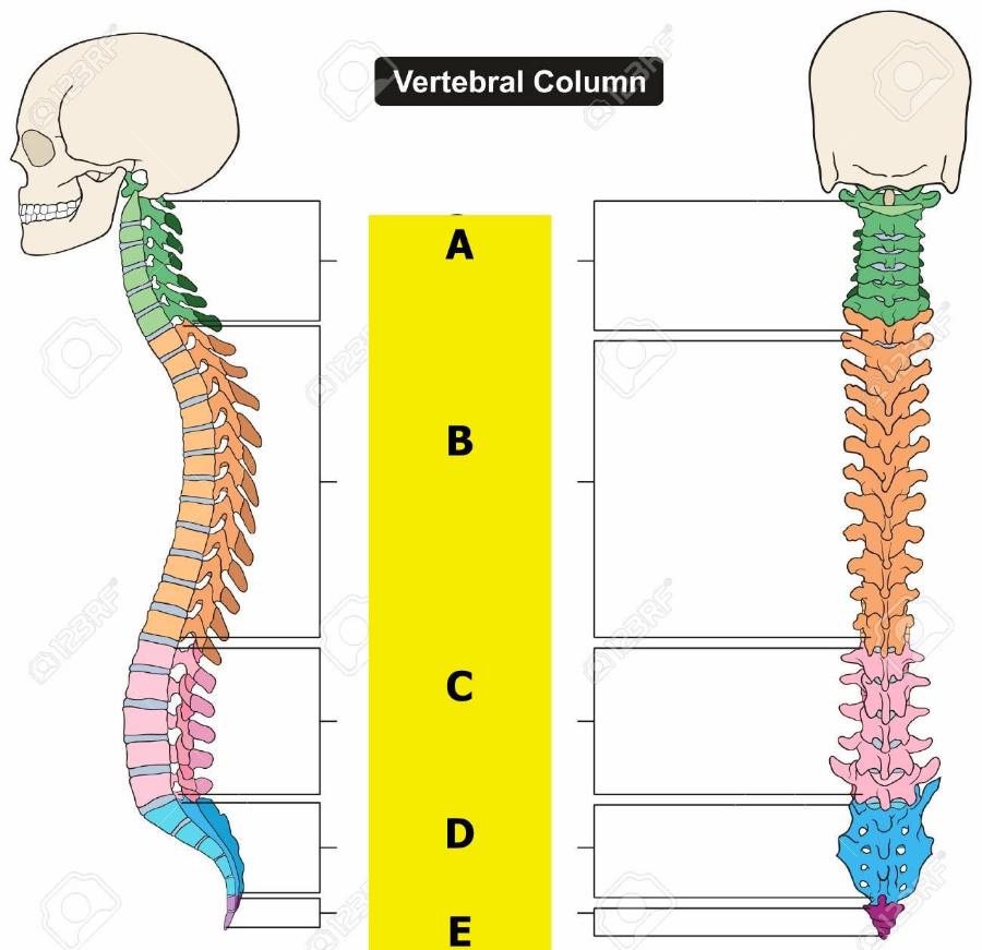 spine vertebrae numbers