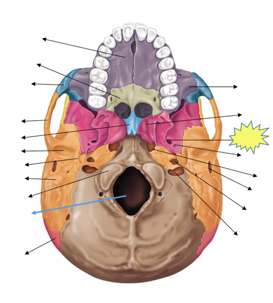 Head Anatomy Flashcards | Easy Notecards