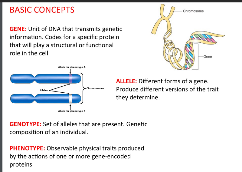 Print USC Bridge Nurs 500 3 3 Chromosomes And Genetics Flashcards 