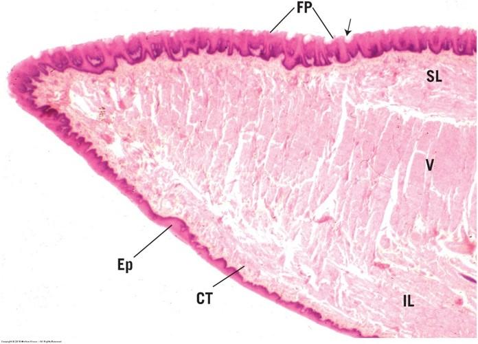 Vertebrate Histology Exam 4 Flashcards | Easy Notecards