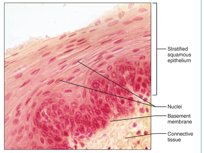 Anatomy Midterm 2 Flashcards | Easy Notecards