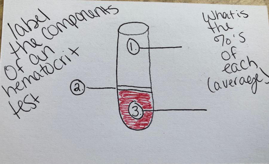 chapter-18-blood-flashcards-easy-notecards