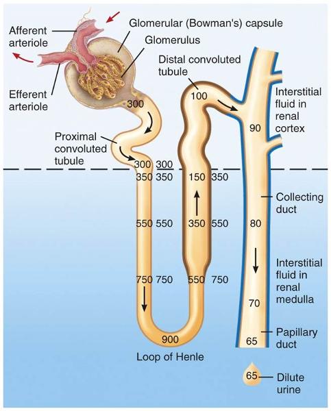 5-urinary-system-tubular-reabsorption-flashcards-easy-notecards