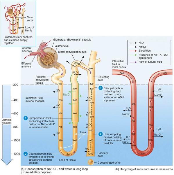 reabsorption-secretion-of-proximal-tubule-www-medicoapps