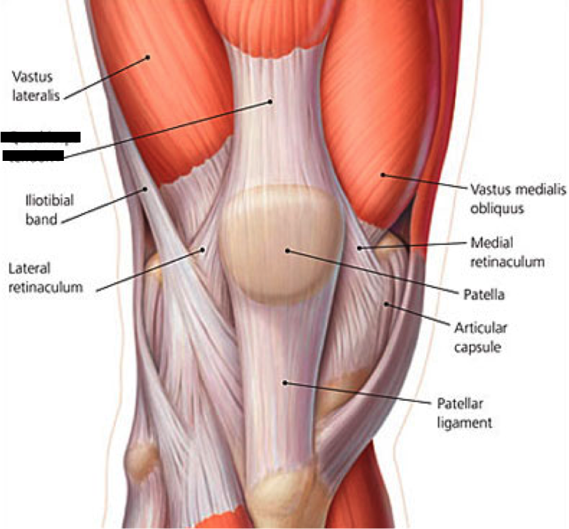 Lower Extremity Muscles Flashcards | Easy Notecards