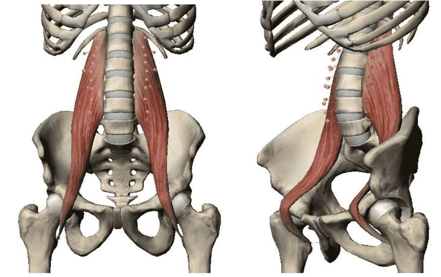 Print Lower Extremity Muscles Flashcards Easy Notecar - Vrogue.co