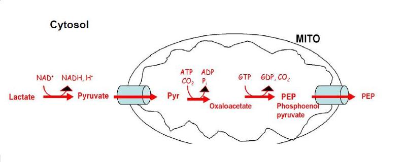 Illustrate this conversion by identifying all the intermediates by name. Include key small molecules such as ATP, CO2, NADPH, etc.