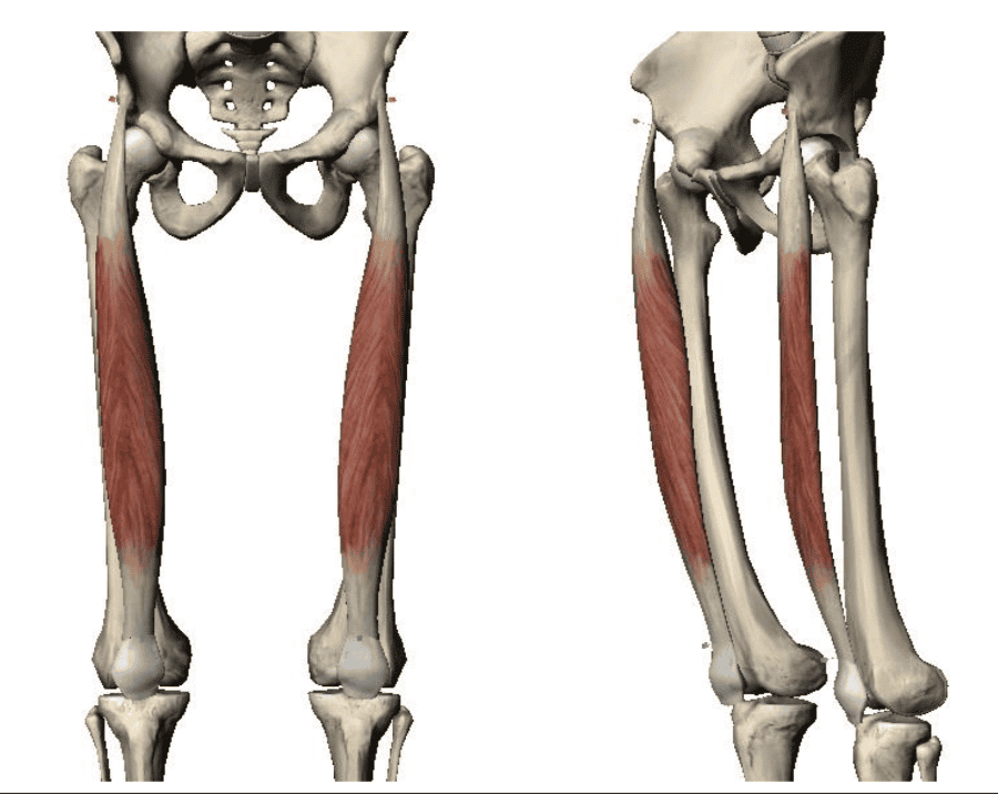 Print Lower Extremity Muscles flashcards | Easy Notecards