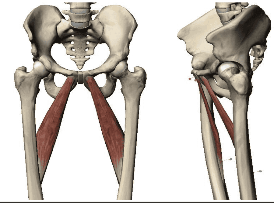 Print Lower Extremity Muscles flashcards | Easy Notecards