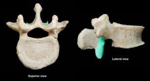 Print Mostly Vertebrae and ribs flashcards | Easy Notecards