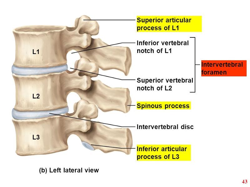 Print Mostly Vertebrae And Ribs Flashcards Easy Notecards