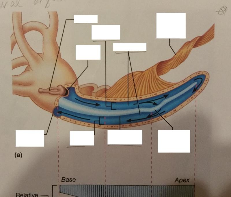 label-the-organ-of-corti-diagram-quizlet