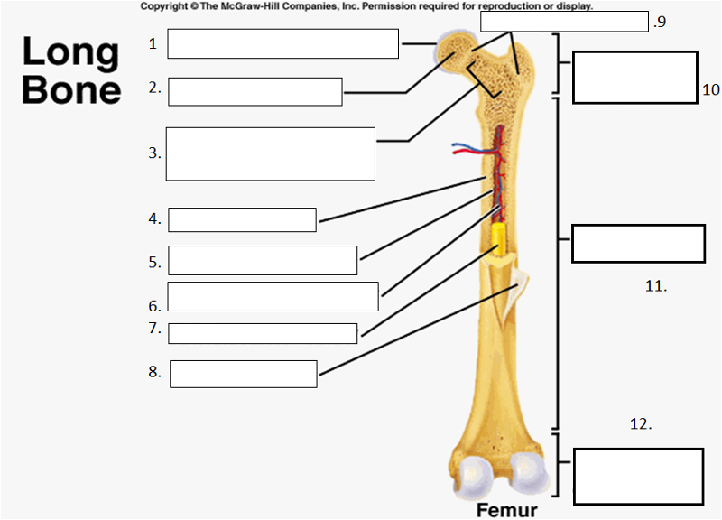 Long Bone Diagram Easy : File:Human arm bones diagram-es.svg