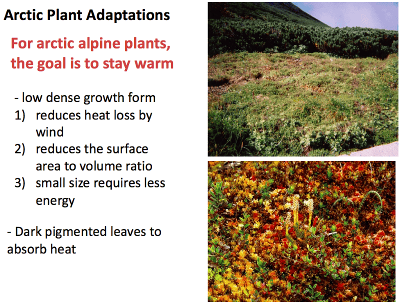 Print Bio 142 Chapter 52 Biomes flashcards Easy Notecards