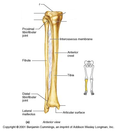 Print GSU - Bones of the Lower Limb flashcards | Easy Notecards