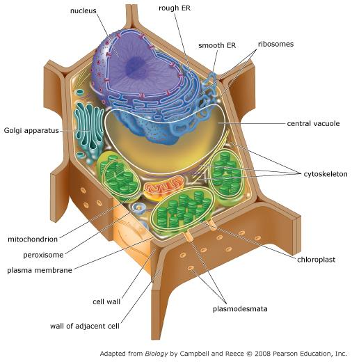 Print Chapter 6 Tour Of The Cell Mastering AP Biology Flashcards Easy 