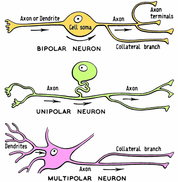 Nervous Tissue And Physiology Week 11 Flashcards Easy Notecards