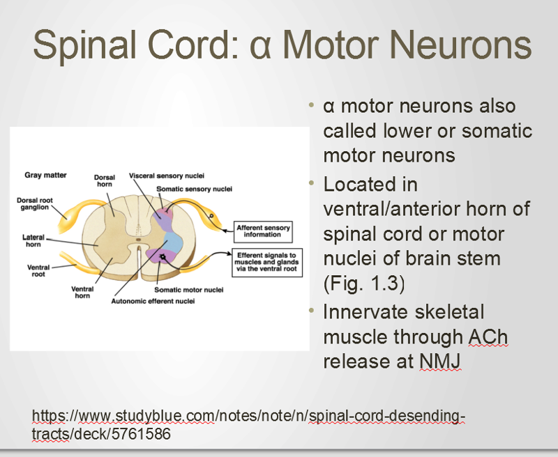 Where Are Alpha Motor Neurons Found