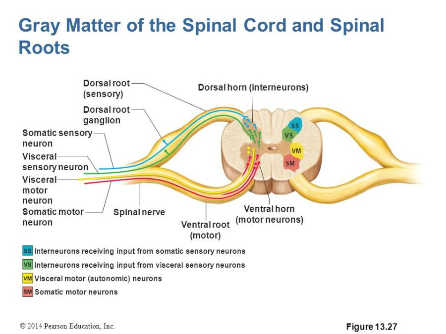 Neurons The Spinal Cord And Spinal Nerves Flashcards Easy Notecards