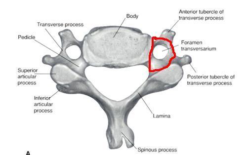 Week #4 Axial Skeleton, Continued. Flashcards | Easy Notecards