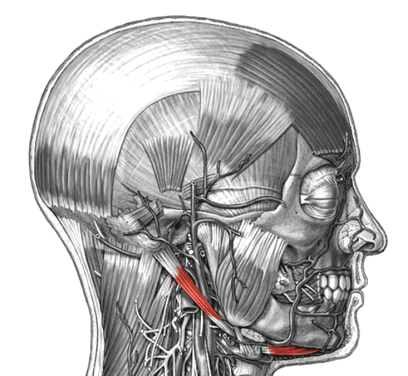 Print The Muscular System Flashcards Easy Notecards