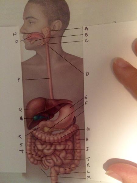 Print Anatomy Lab Practical 2 Flashcards | Easy Notecards