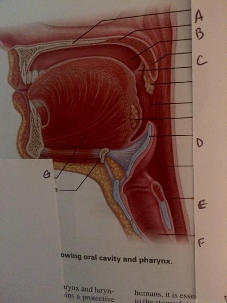 Anatomy Lab Practical 2 Flashcards | Easy Notecards