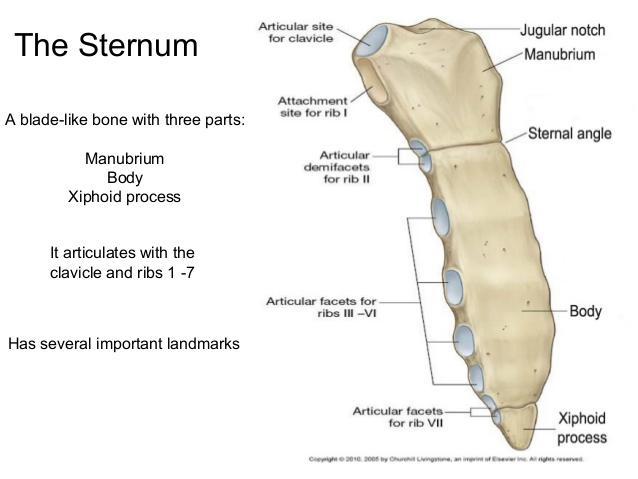 Bones of the Upper Limb Flashcards | Easy Notecards