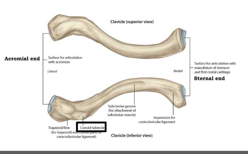 Bones of the Upper Limb Flashcards | Easy Notecards