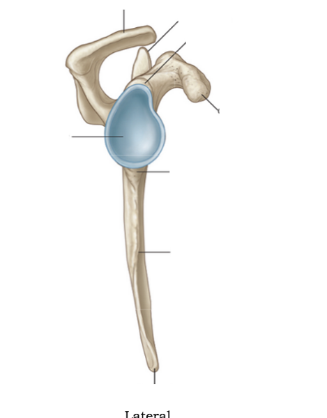 Print Bones Of The Upper Limb Flashcards Easy Notecards