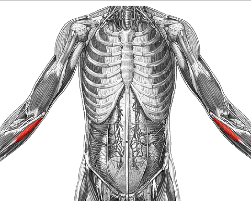 the muscular system Flashcards | Easy Notecards