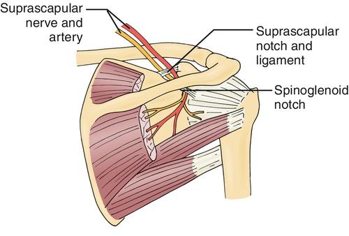 Print Bones Of The Upper Limb Flashcards Easy Notecards