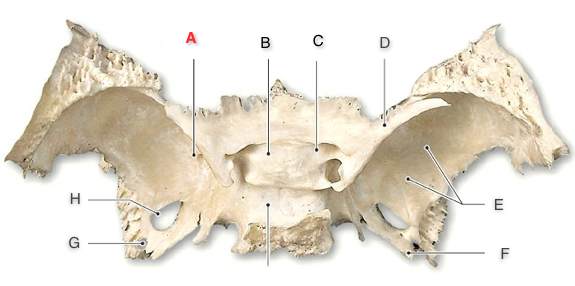 Print Bones And Bone Markings of the Skull flashcards | Easy Notecards