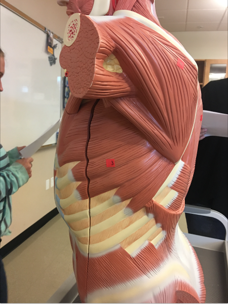 Print Human Muscle Practicum flashcards | Easy Notecards