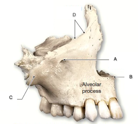 Print Bones And Bone Markings of the Skull flashcards | Easy Notecards