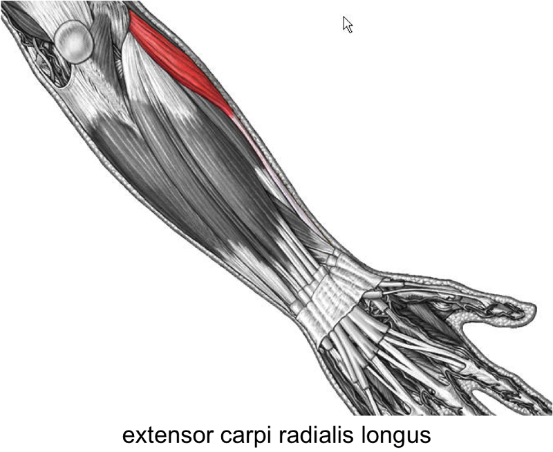 M brachioradialis. Карпи Радиалис Лонгус. M extensor Carpi radialis Longus et Brevis. Musculus extensor Carpi radialis Brevis. Extensor Carpi radialis Longus.