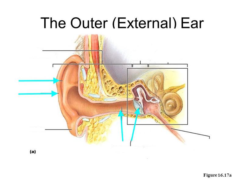 Print human ear flashcards | Easy Notecards