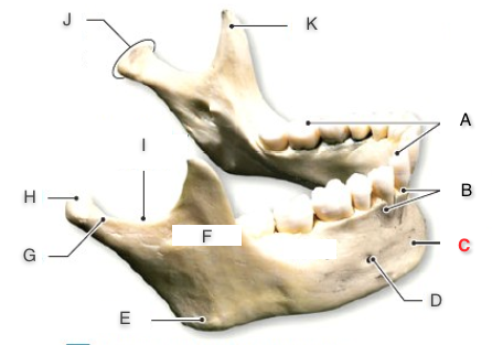 Print Bones And Bone Markings of the Skull flashcards | Easy Notecards