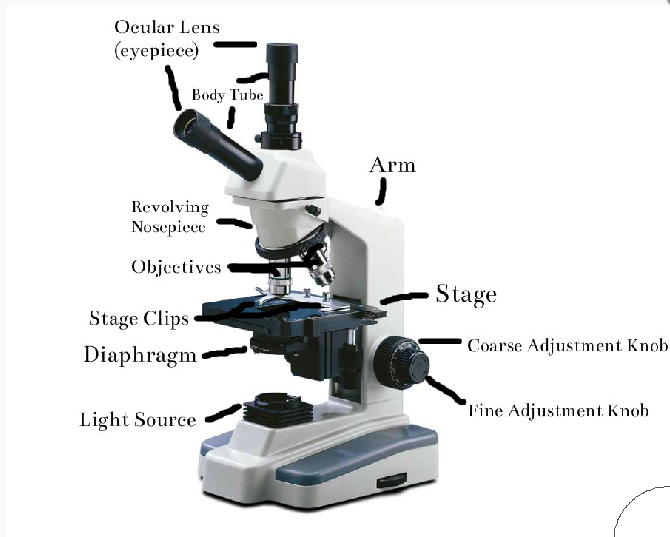 Introduction to Microscopy Flashcards | Easy Notecards