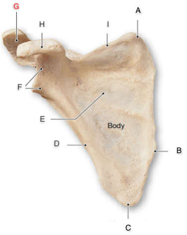 Ribs, Sternum & Scapula Diagrams Flashcards | Easy Notecards